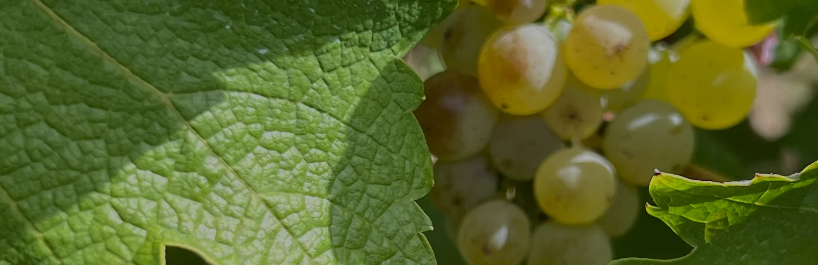 Grappe de raisin blanc et feuille de vigne au Domaine Bigonneau