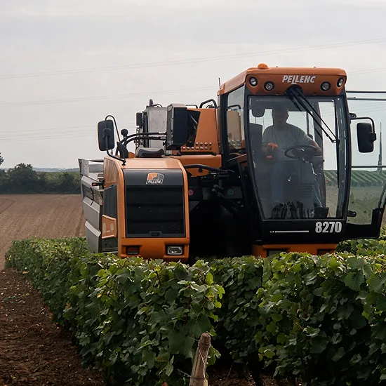 Moissonneuse-batteuse Pellenc récoltant des grappes de vigne en vignoble Quincy-Reuilly
