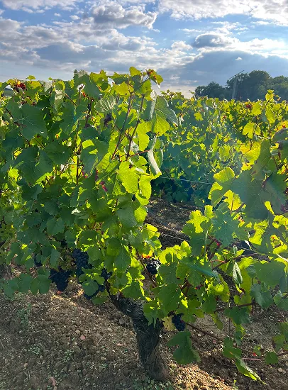 Pieds de vigne de Sauvignon sur le terroir du Domaine Bigonneau à Brinay