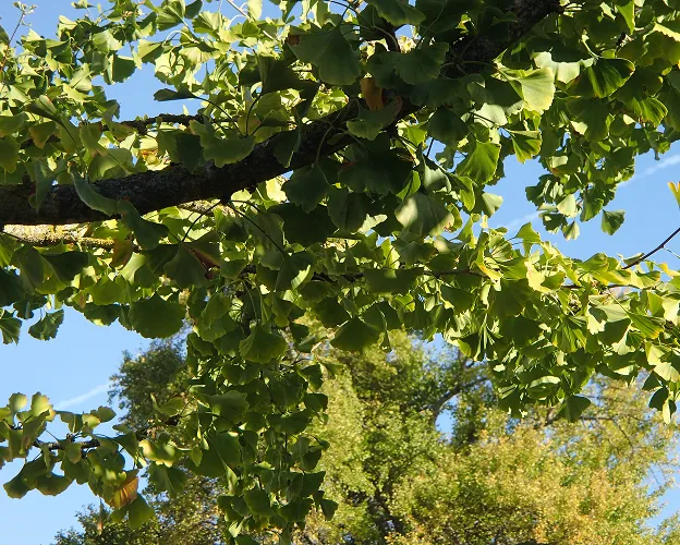 Feuillage luxuriant de ginkgo en plein soleil sur les coteaux de Reuilly