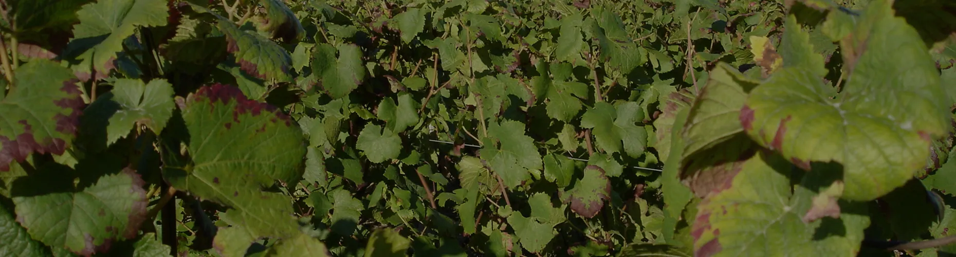 Feuilles de vigne saines et grappes en croissance dans un vignoble français
